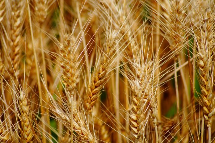 Índia se prepara para fevereiro mais quente, safra de trigo em risco, dizem fontes