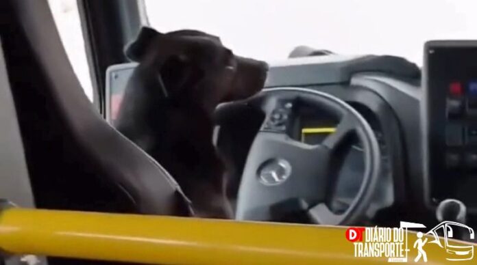 Cachorro “assume” volante de ônibus em Araucária (PR) e diverte passageiros