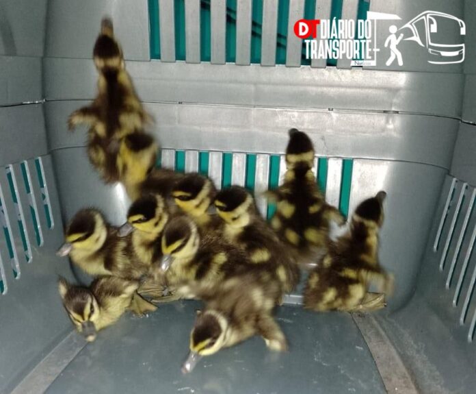 Patos silvestres são resgatados próximos à Estação Primavera-Interlagos da ViaMobilidade