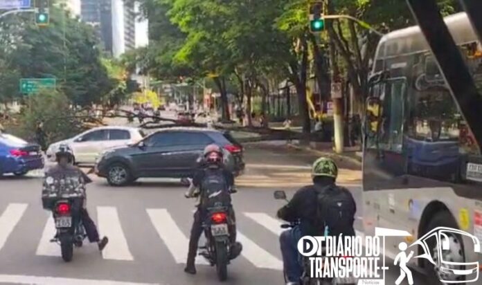 Queda de árvore prejudica transporte público na Avenida Brigadeiro Faria Lima em São Paulo nesta quarta-feira (12)
