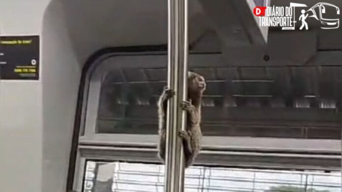 Sagui surpreende passageiros de trem da Linha 9-Esmeralda neste domingo (2)