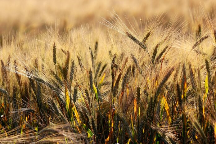 Índia deve produzir recorde de 115,4 milhões de toneladas de trigo, diz Ministério da Agricultura