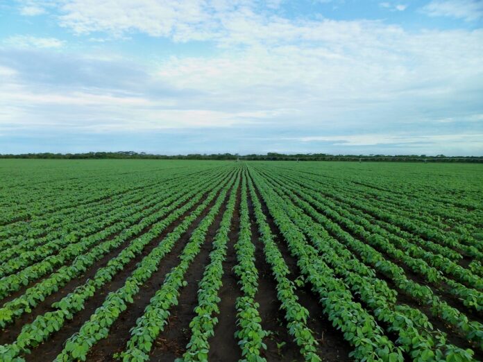 No RS, seca ‘encolhe’ pés de soja e tira mais de R$ 13 bi da economia