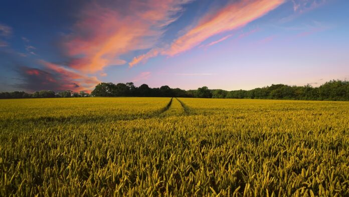 Consultoria corta estimativa de produção de trigo 2025/26 no Brasil em 4,2%