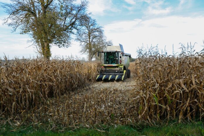 Geada na Argentina pode afetar produtividade do milho 24/25: bolsa de cereais