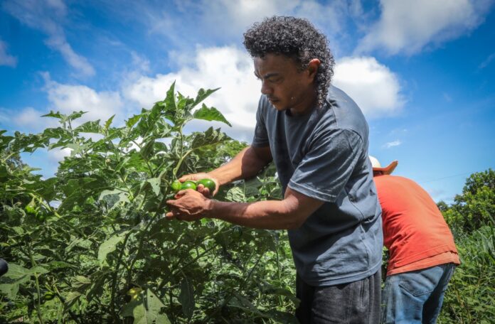 Governo fortalece pequenos agricultores e incentiva produção no campo