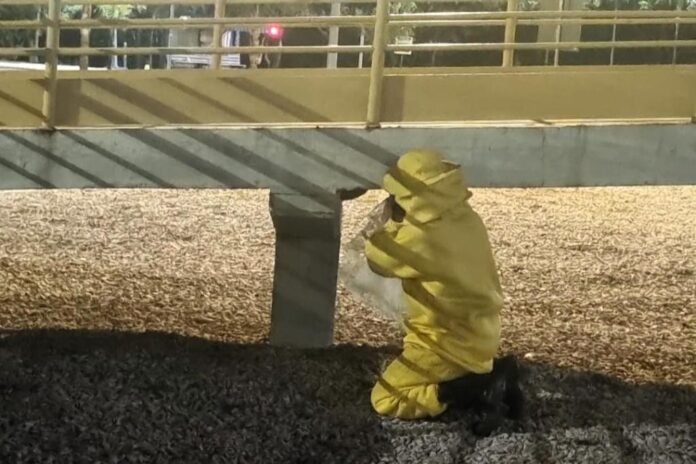 Bombeiros capturam abelhas e resgatam gato preso em árvore de cinco metros