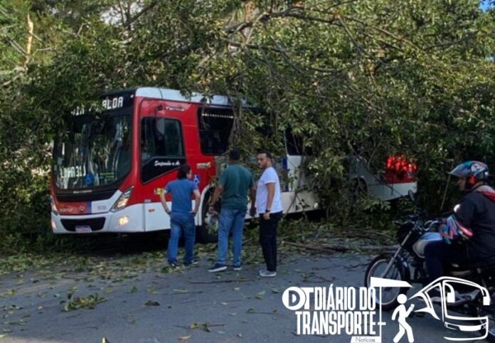 Árvore cai e atinge ônibus em Diadema (SP) nesta terça-feira (13) 