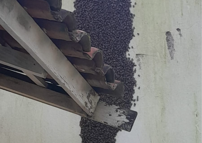 Bombeiros retiram enxame de abelhas em escola