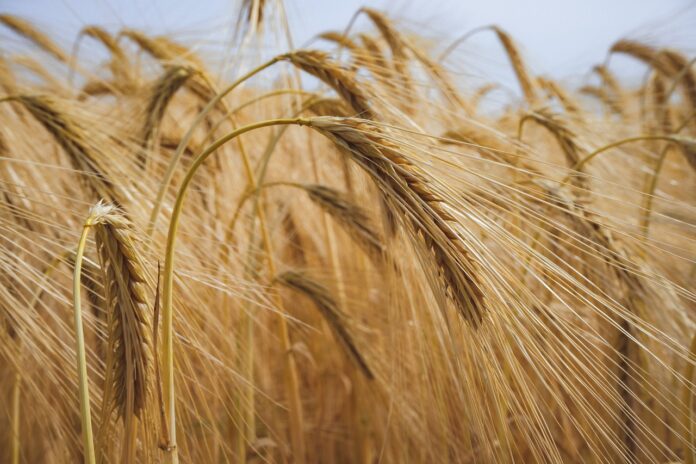 Clima quente e seco ameaça produção no cinturão de cultivo de trigo da China