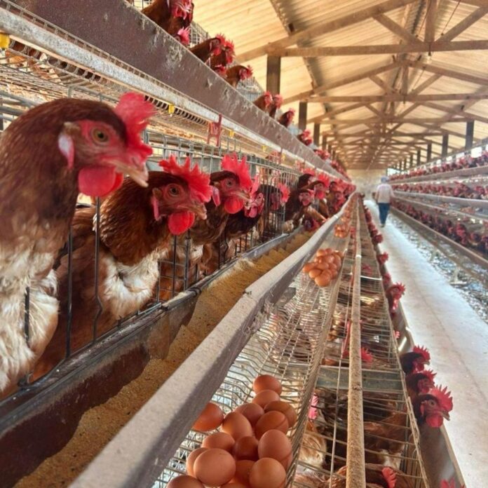 Mato Grosso intensifica protocolos para impedir entrada de gripe aviária no Estado