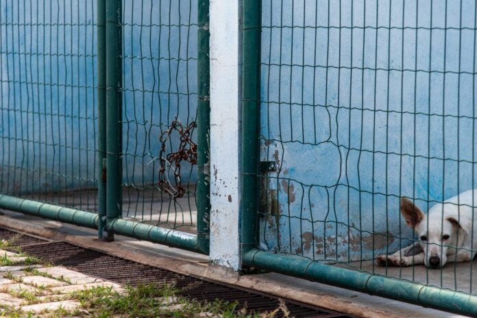 Prefeitura de Rondonópolis promove mudança na gestão de políticas de proteção animal