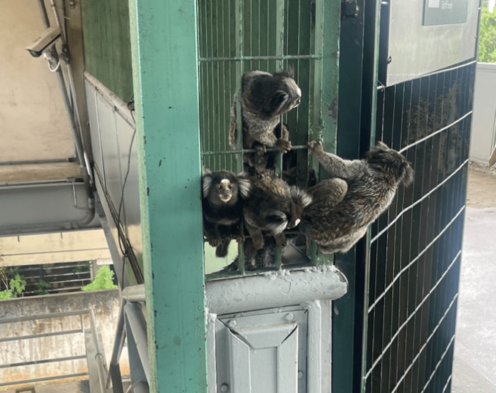 ViaMobilidade resgata quase 150 animais em estações das linhas 8-Diamante e 9-Esmeralda em três anos de operações