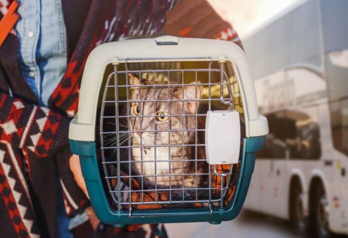 Pets passam a precisar de passagem para viajar de ônibus intermunicipais em Minas Gerais 