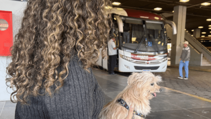 Transporte de pets em ônibus intermunicipais de Minas Gerais está liberado a partir desta sexta-feira (27)