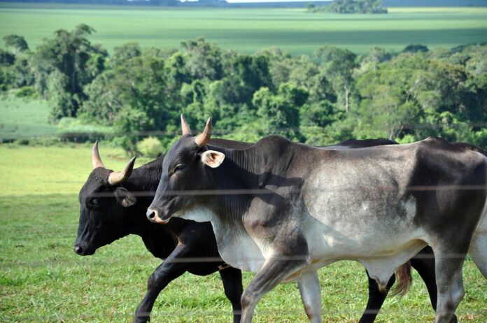 Preço do boi gordo segue com estabilidade, mas tendência é de alta até o fim do ano