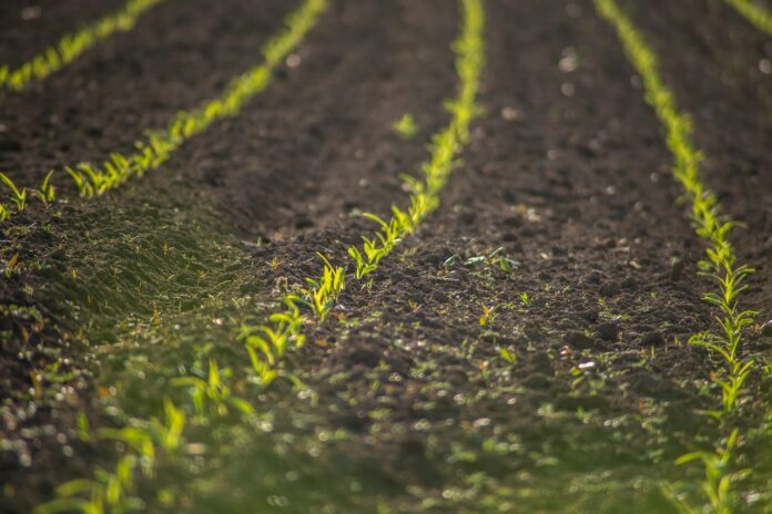 Importação brasileira de fertilizantes bate recorde em agosto, com aumento de 10%