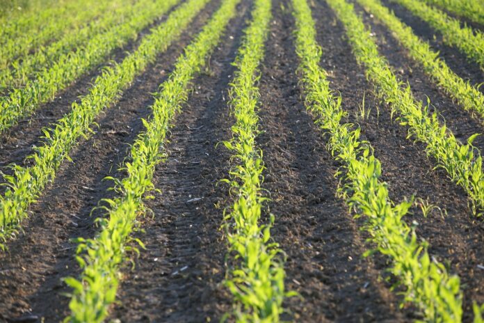 La Niña pode alterar clima e produção agrícola no Brasil e no mundo