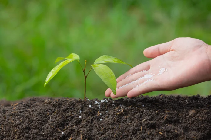 SSP assume protagonismo no mercado de fertilizantes em 2025