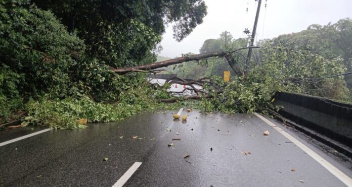 Queda de árvore paralisa trânsito de veículos em trecho da Rodovia Anchieta, sentido São Paulo, na tarde deste domingo (04)