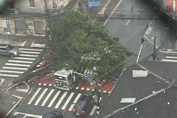 Árvore cai sobre micro-ônibus da Move Buss na zona Leste da capital paulista durante chuva forte